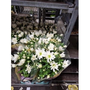 Chrysanthemum Brave
