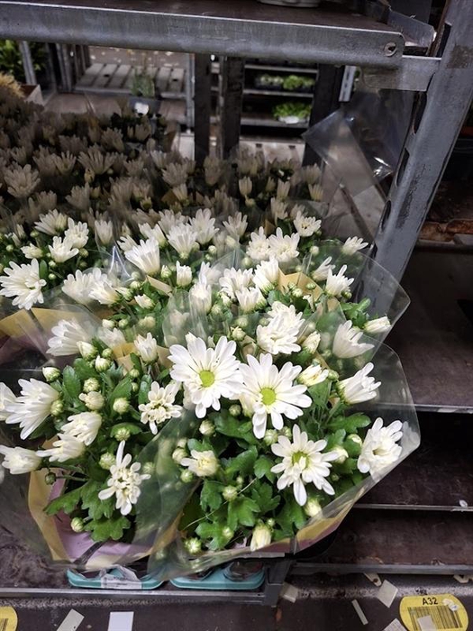 <h4>Chrysanthemum Brave</h4>