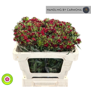 DI BARB S WILL PURPL