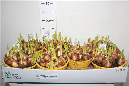 <h4>Narc O Tete A Tete</h4>