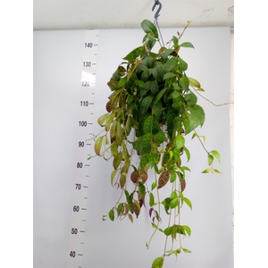 Aeschynanthus marmoratus