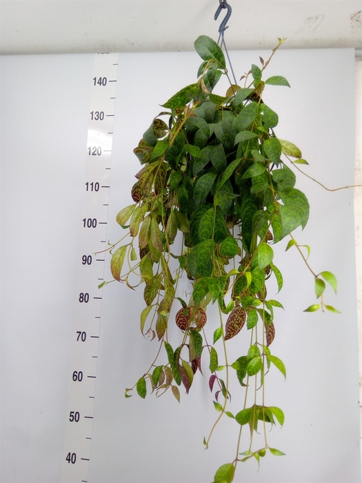 <h4>Aeschynanthus marmoratus</h4>