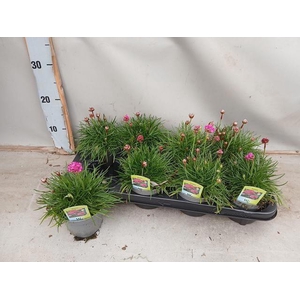 ARME MAR SPL PERFECT