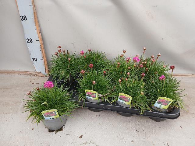 <h4>ARME MAR SPL PERFECT</h4>