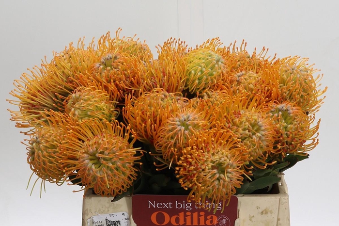 <h4>Nutans Soleil</h4>