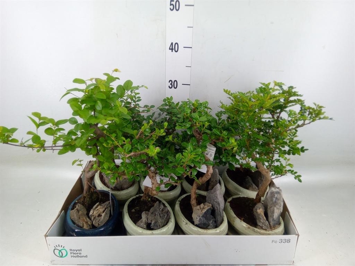 <h4>Bonsai   ...mix</h4>
