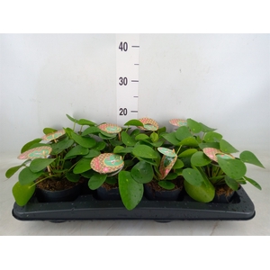 Pilea peperomoides