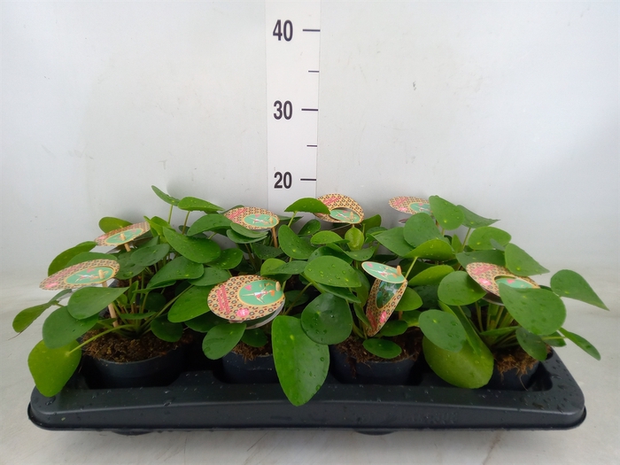 <h4>Pilea peperomoides</h4>