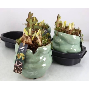 Narcissus Tete a Tete arr. 18Ø 21cm