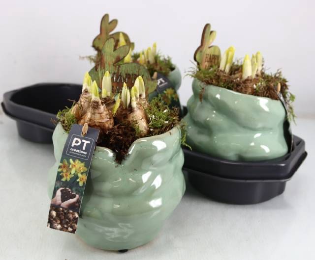 Narcissus Tete a Tete arr. 18Ø 21cm