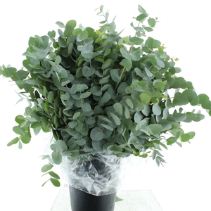 Euca Cinerea Long 300grams Albenga