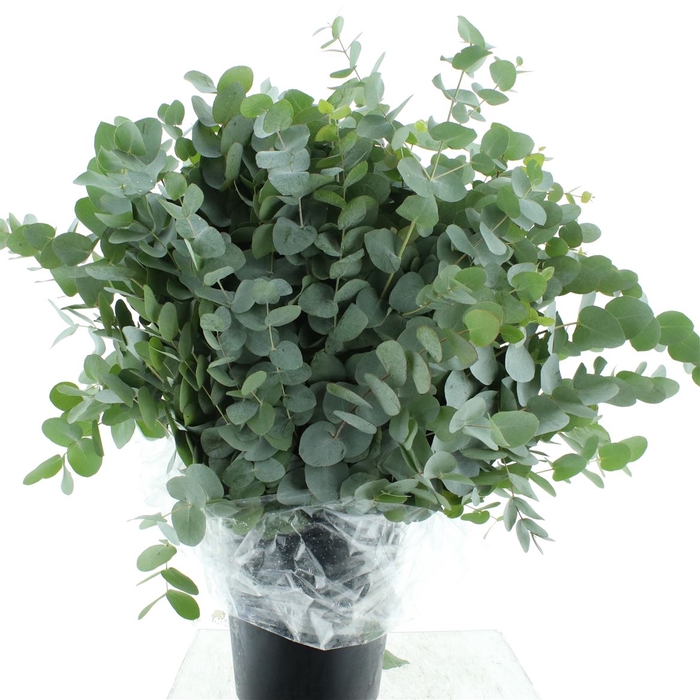 <h4>Euca Cinerea Long 300grams Albenga</h4>