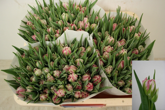 <h4>TU DU FLASH POINT</h4>