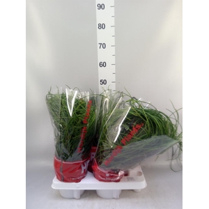 Rhipsalis floccosa