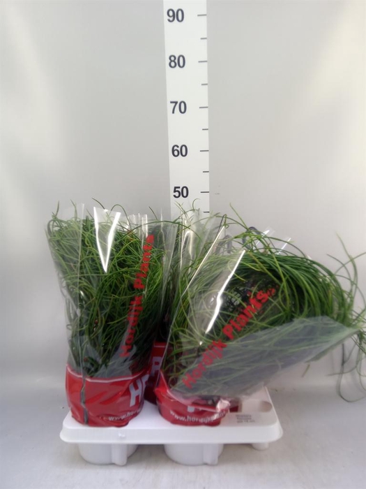 <h4>Rhipsalis floccosa</h4>
