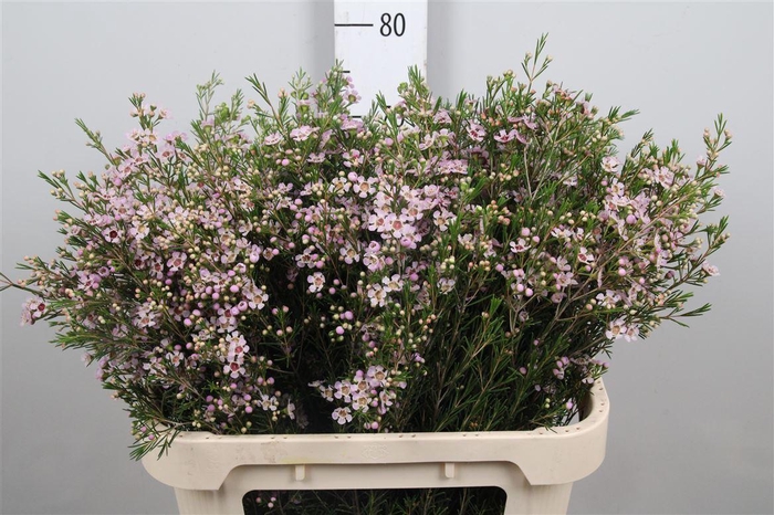 <h4>Chame Un Early Nir</h4>