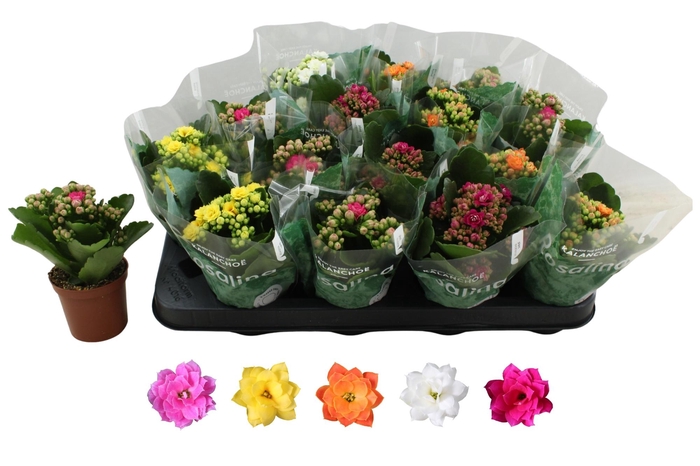 <h4>KAL GE RO GEM 5 KL</h4>