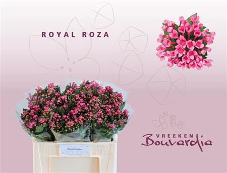 <h4>Bouvardia En Roza</h4>