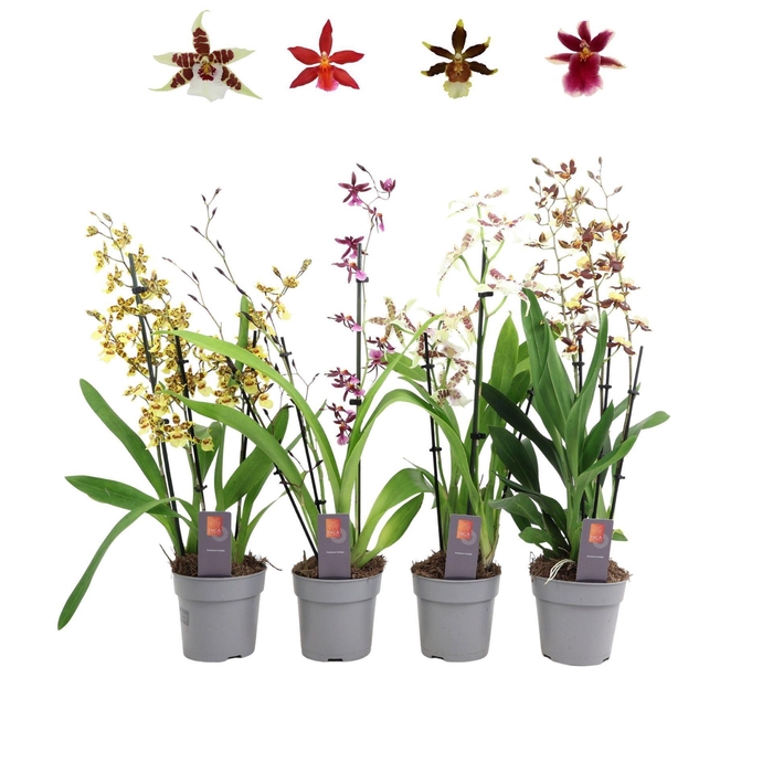 <h4>Orchideeen</h4>