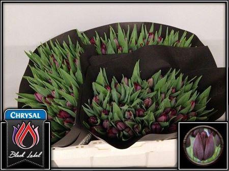 <h4>Tu En Ronaldo</h4>