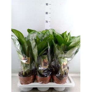 Aglaonema  'Silver Bay'
