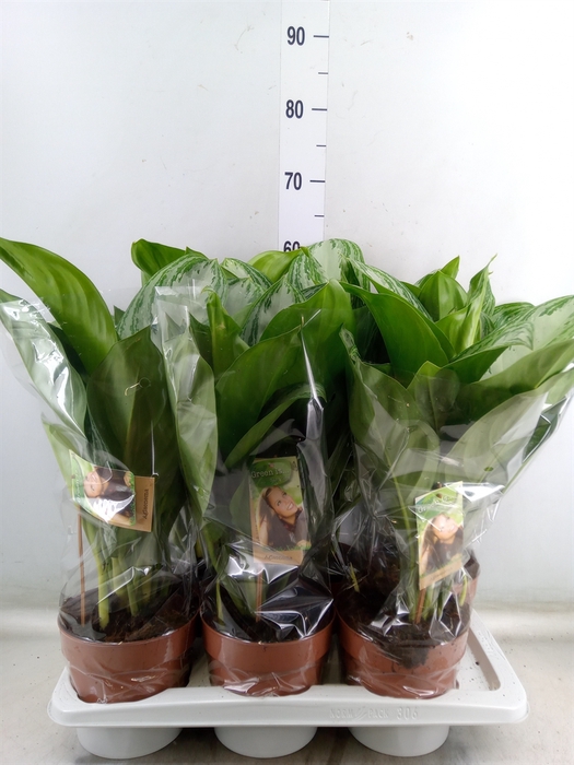 <h4>Aglaonema  'Silver Bay'</h4>