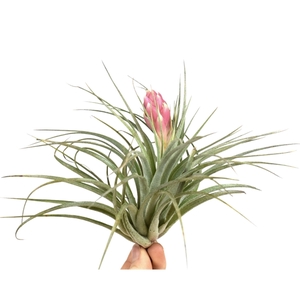 tillandsia silver met bloem