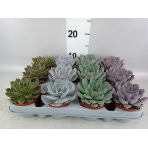 Echeveria   ...mix