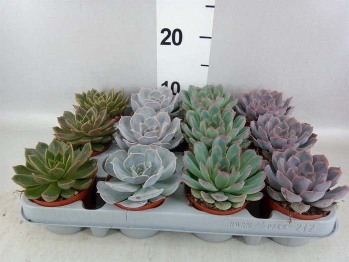 <h4>Echeveria   ...mix</h4>