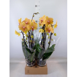 Phalaenopsis  'Elegant Cascade'