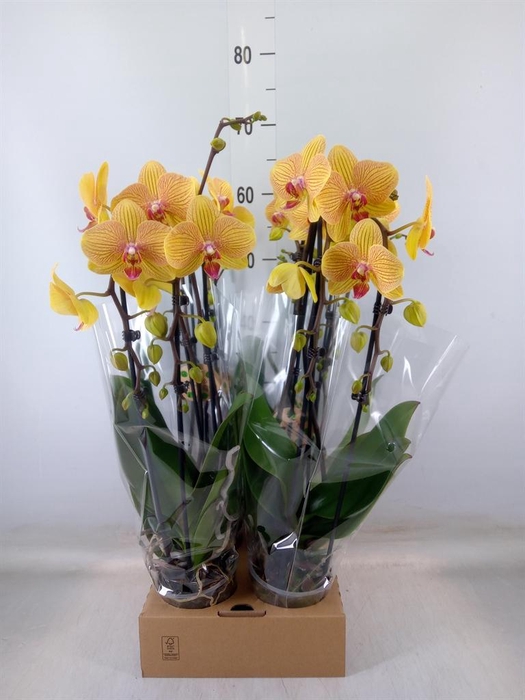<h4>Phalaenopsis  'Elegant Cascade'</h4>