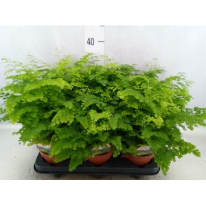 Adiantum raddi. 'Fritz-Luthi'