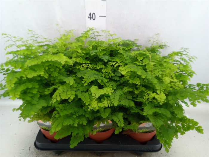 Adiantum raddi. 'Fritz-Luthi'