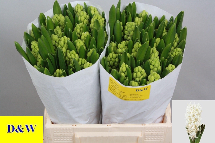 <h4>HYAC AIOLOS</h4>