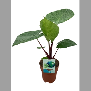 ALOC OV
