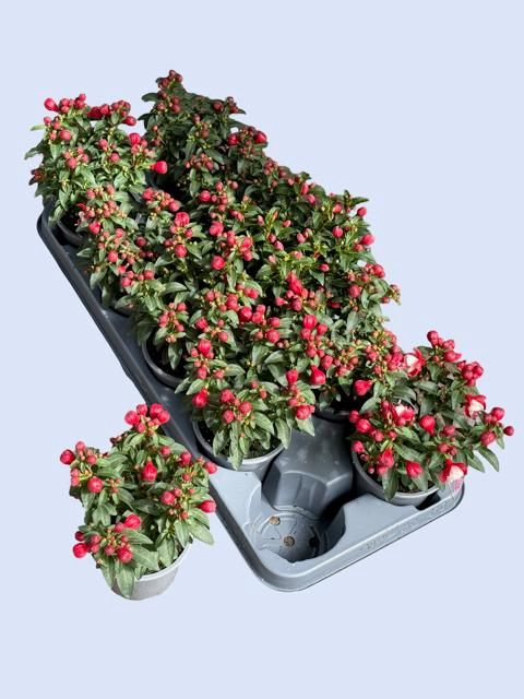 <h4>FUCHSIA OV</h4>