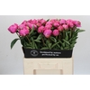 Paeonia Dr A Fleming