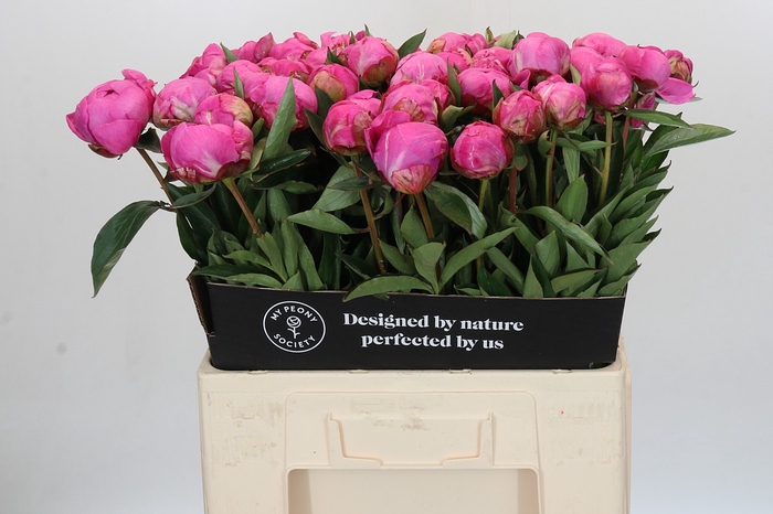 <h4>Paeonia Dr A Fleming</h4>