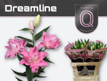 <h4>Li Or Du Dreamline</h4>