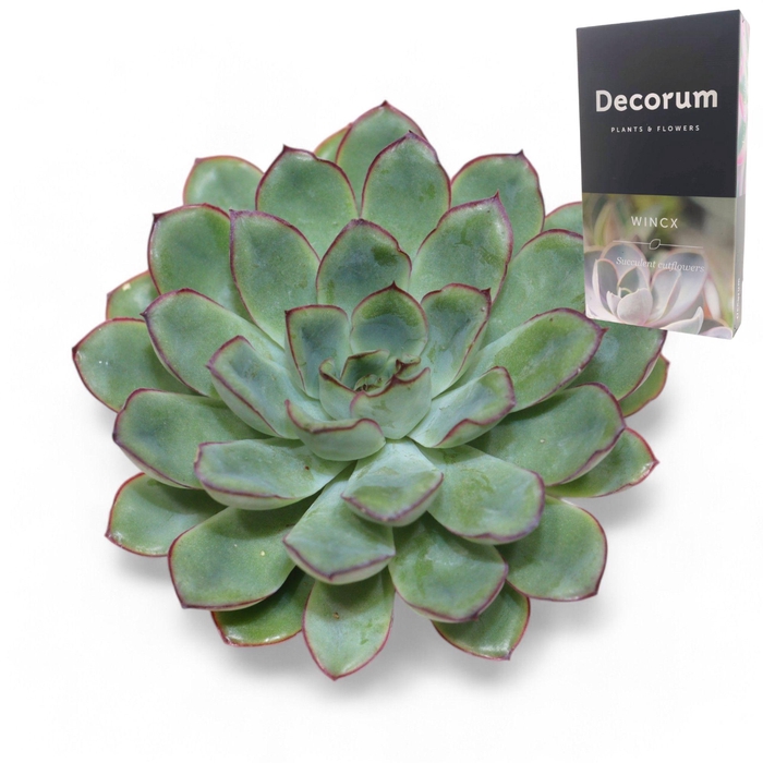 <h4>Echeveria Pulidonis Grey Cutflower Wincx-10cm</h4>