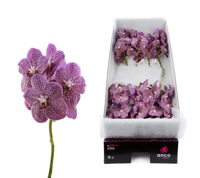 <h4>Vanda Tropical Punch x20</h4>