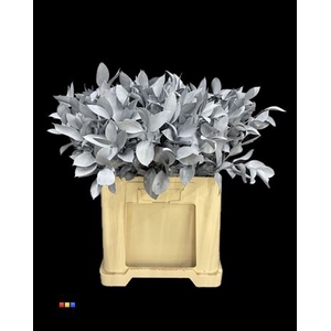 Ruscus Grey