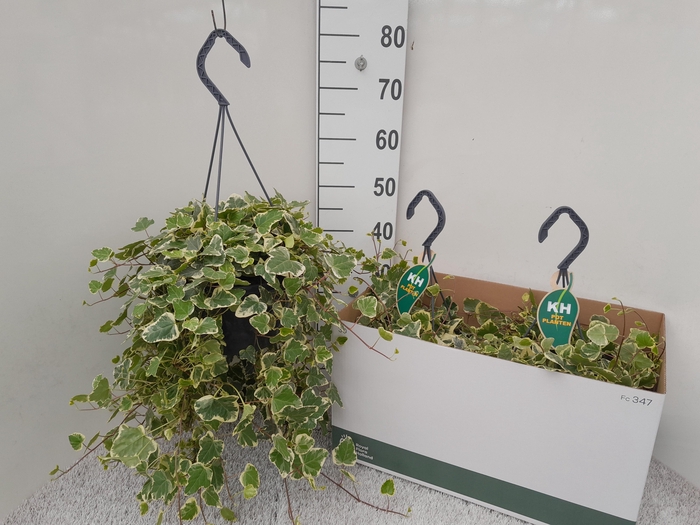 <h4>HED HE WHITE WONDER</h4>