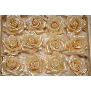 Wax Roos Pearl Zalm