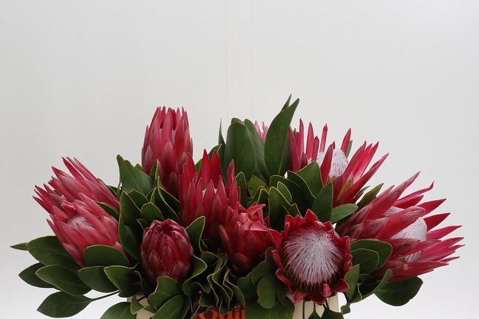 <h4>Protea Cynaroides Madiba</h4>