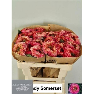 R Gr Lady Somerset