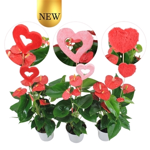 Anthurium Flamingomix 14cm met hartjesstekers