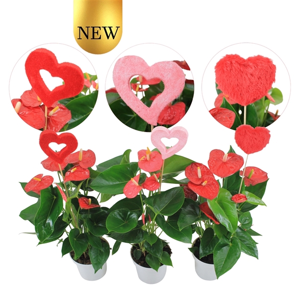 <h4>Anthurium Flamingomix 14cm met hartjesstekers</h4>