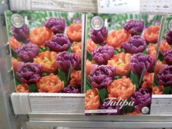 <h4>Tulipa   ...flowerbulbs</h4>