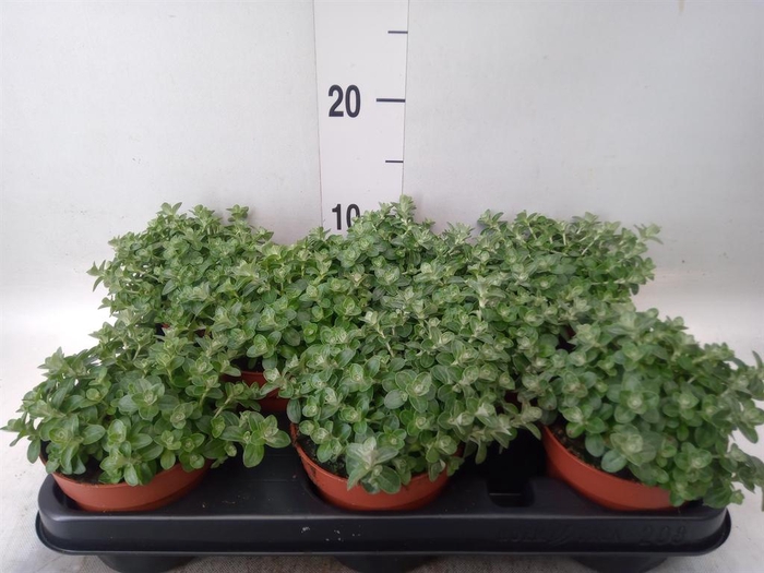 <h4>Helichrysum mic. 'Silver Mist'</h4>